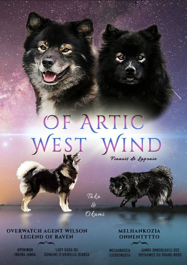Of Artic West Wind - Chien finnois de Laponie - Portée née le 28/08/2020