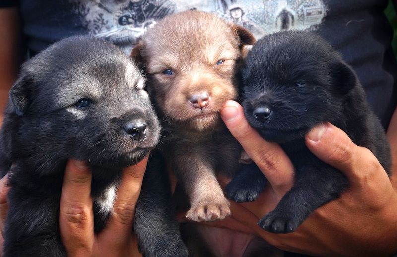 chiot Chien finnois de Laponie Of Artic West Wind