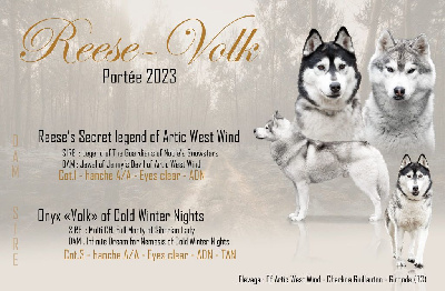 Of Artic West Wind - Siberian Husky - Portée née le 08/09/2023