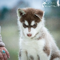 Maikan Timber Wolf