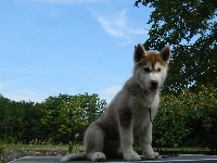 Legend to Aubrac Of Artic West Wind