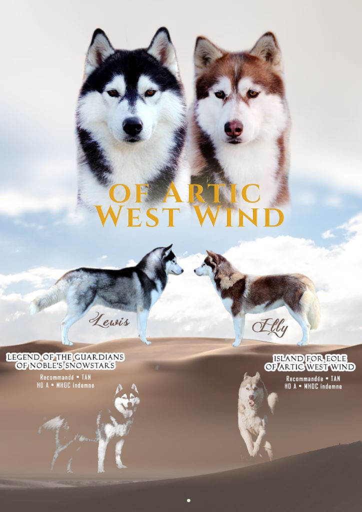 Of Artic West Wind - Siberian Husky - Portée née le 03/05/2019