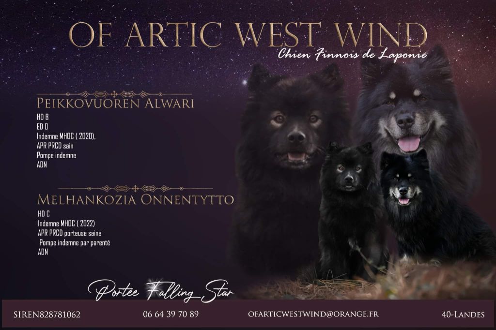 chiot Chien finnois de Laponie Of Artic West Wind