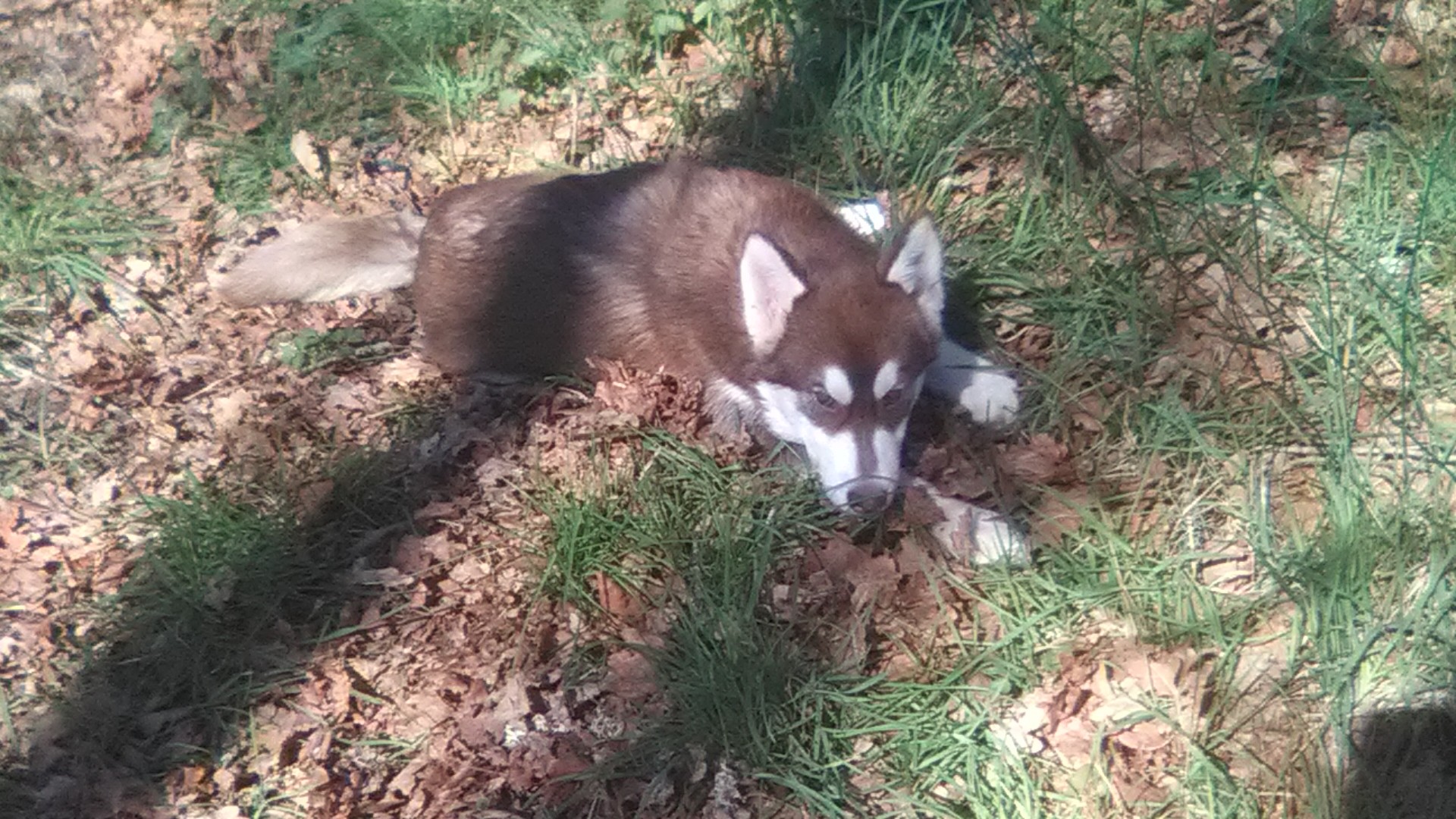Maikan timber wolf Of Artic West Wind