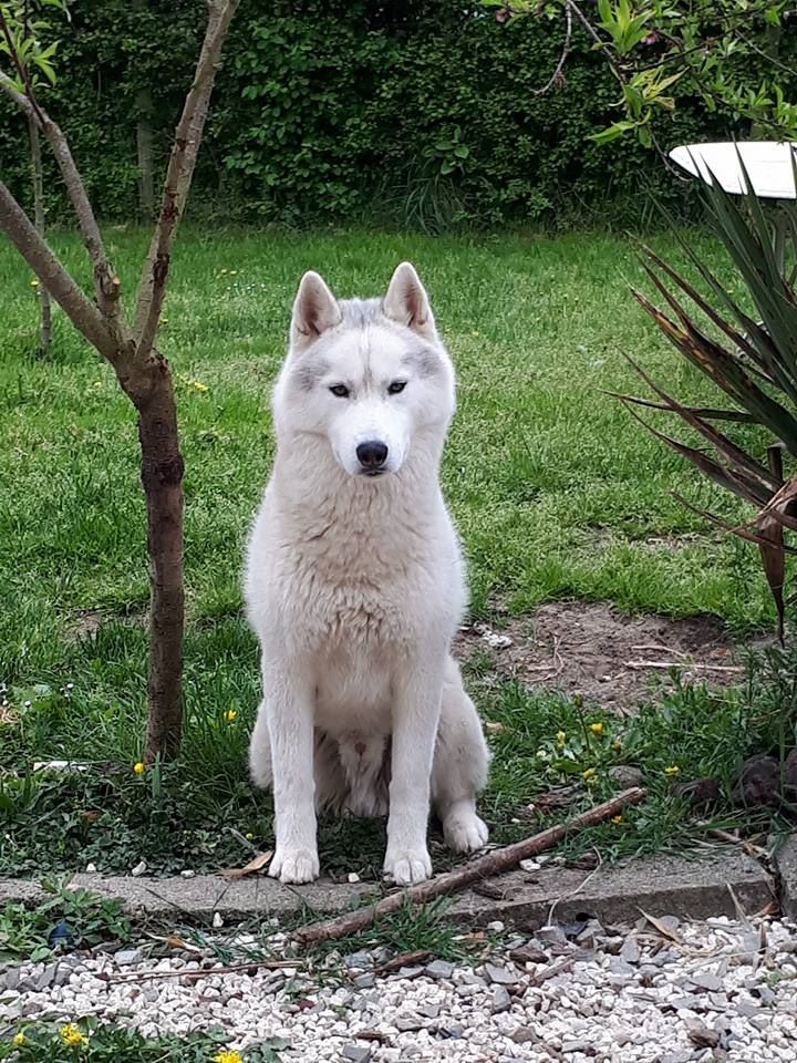 Lord angelo Of Artic West Wind