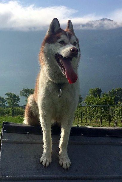 Little cowboy Of Artic West Wind