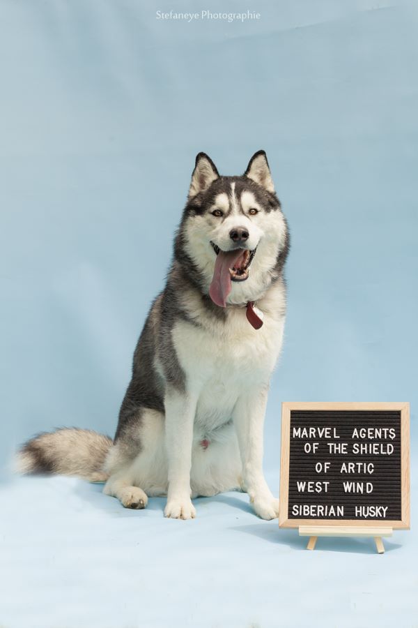 Marvel agents of shield Of Artic West Wind