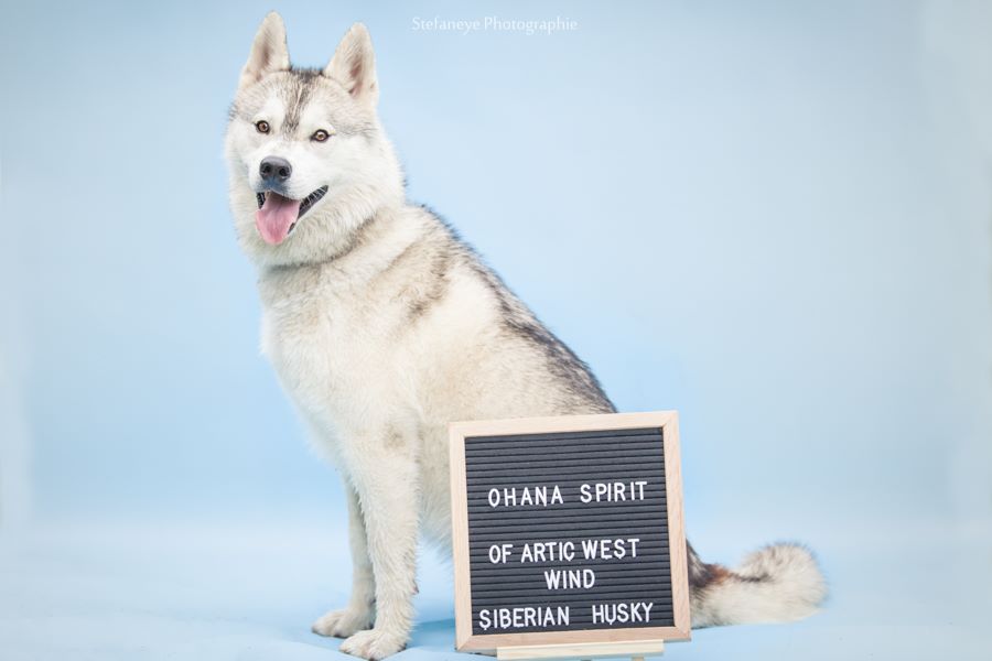 Ohana spirit Of Artic West Wind
