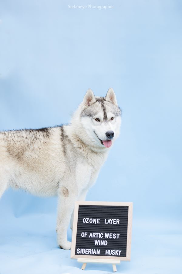 Ozone layer Of Artic West Wind
