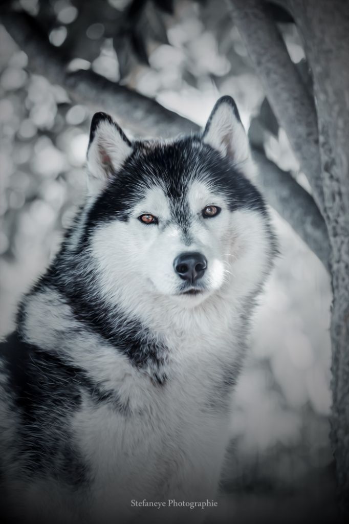 Legend of the guardians Of Noble's Snowstars