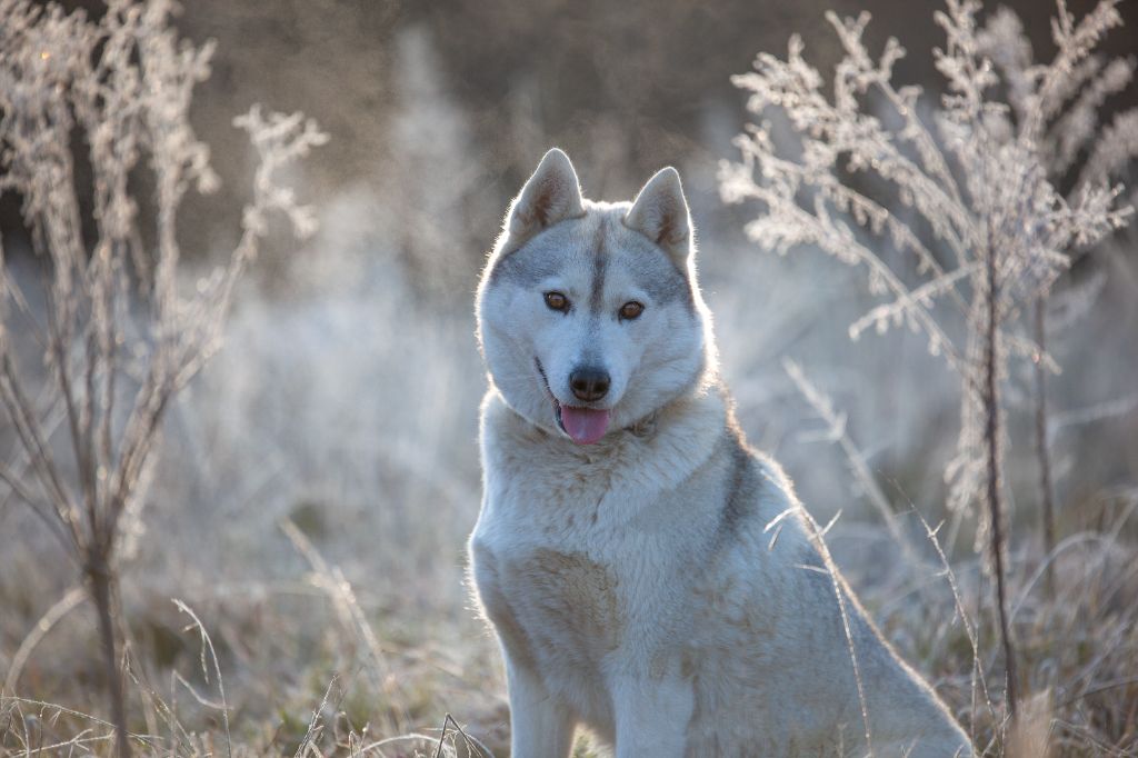 Oxydium precious jewel Of Artic West Wind