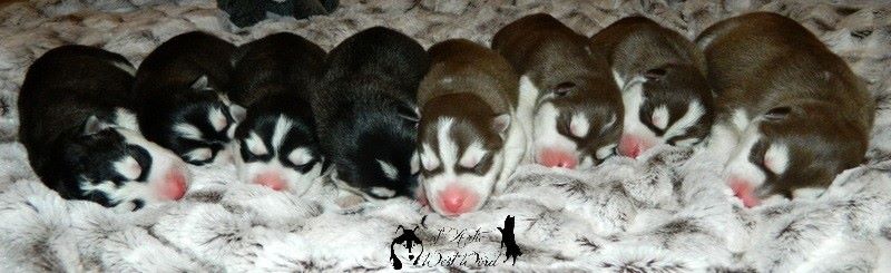 Of Artic West Wind - Les bébés sont là !