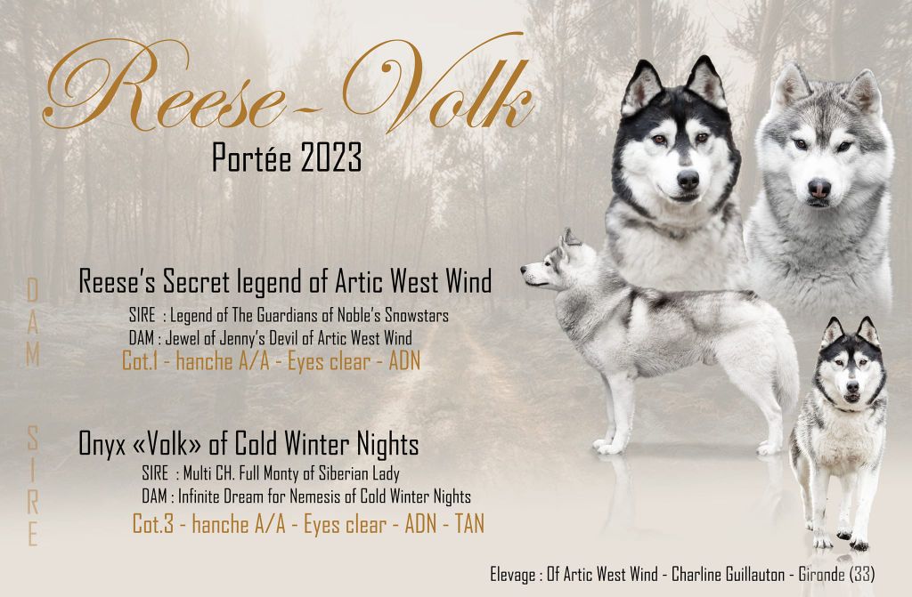 Of Artic West Wind - Siberian Husky - Portée née le 08/09/2023