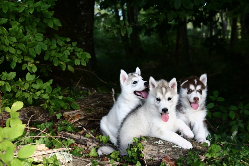 Of Artic West Wind - Siberian Husky - Portée née le 25/07/2013