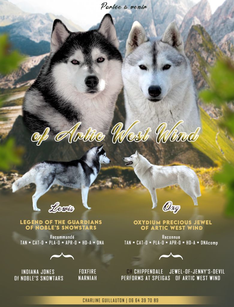 Of Artic West Wind - Siberian Husky - Portée née le 03/09/2021