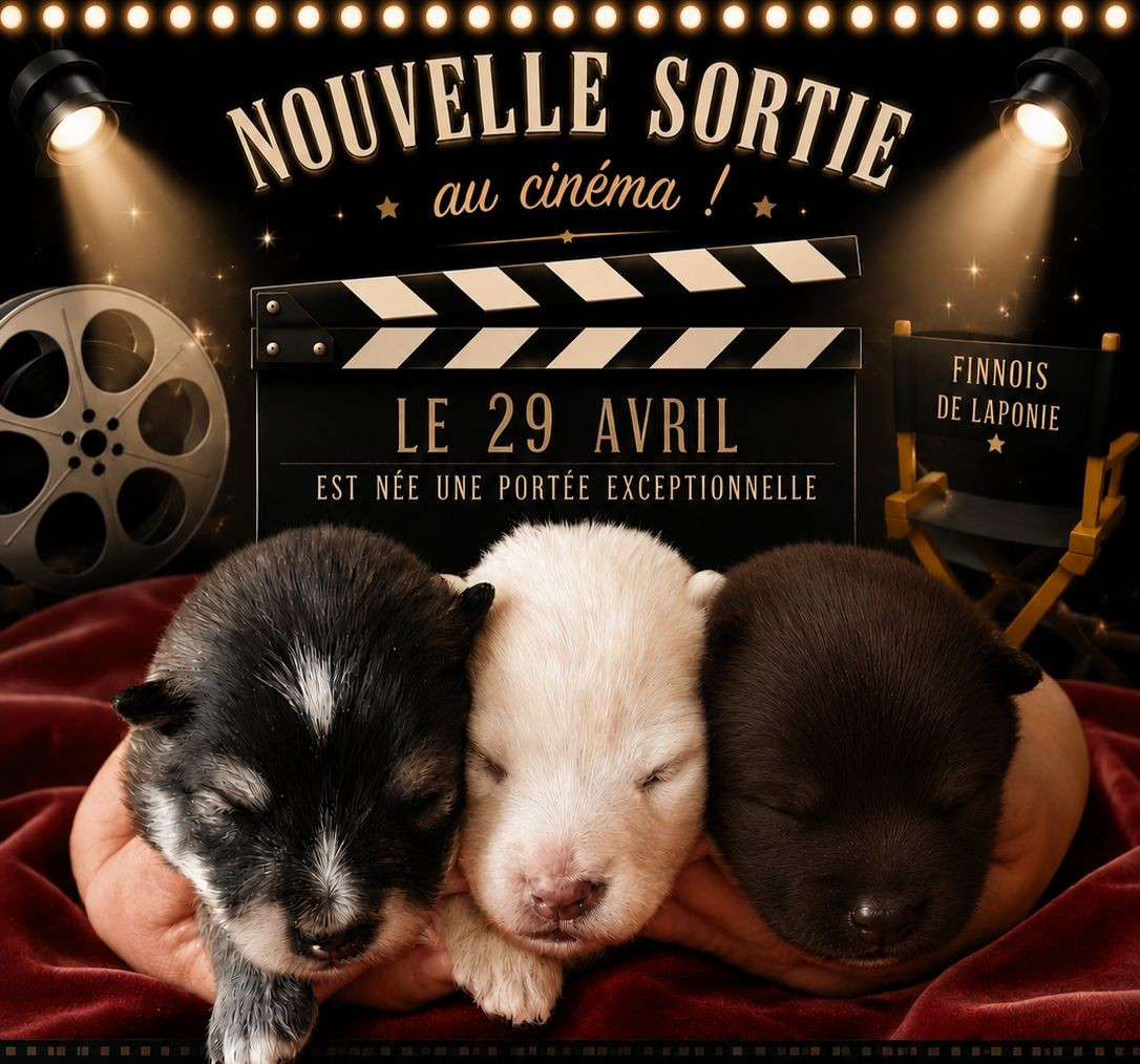 Chiot Chien finnois de Laponie Of Artic West Wind