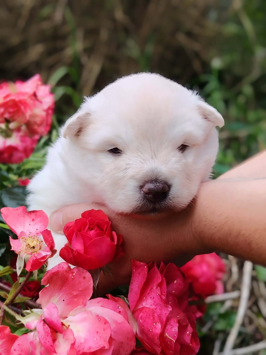 Of Artic West Wind - Chiots disponibles - Chien finnois de Laponie