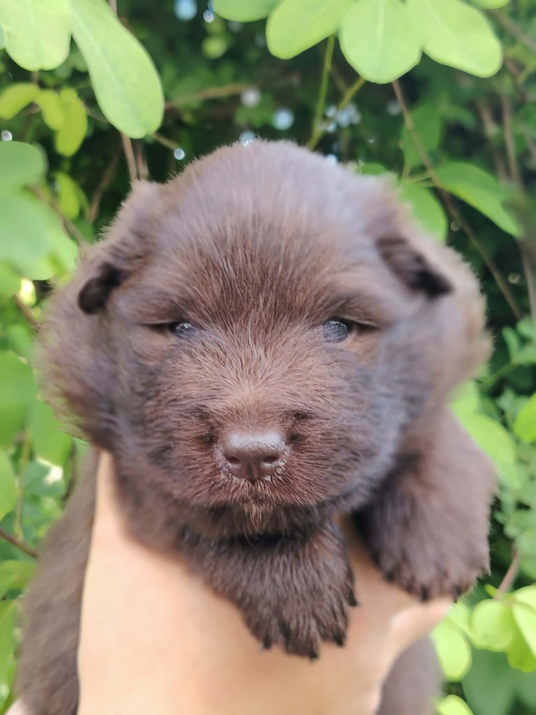 Of Artic West Wind - Chiots disponibles - Chien finnois de Laponie