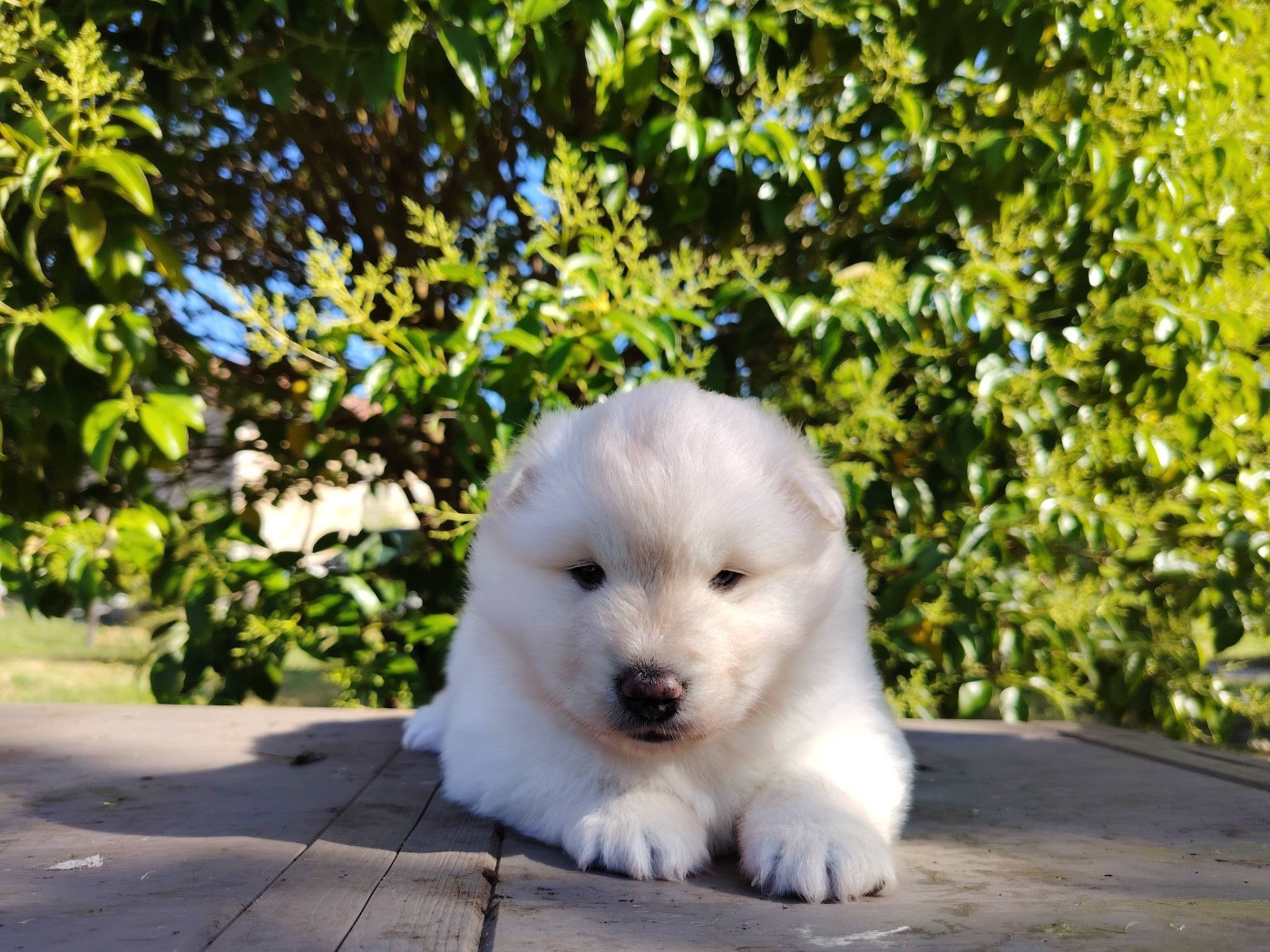 Of Artic West Wind - Chiots disponibles - Chien finnois de Laponie
