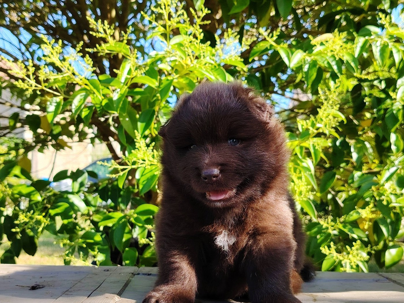 Of Artic West Wind - Chiots disponibles - Chien finnois de Laponie