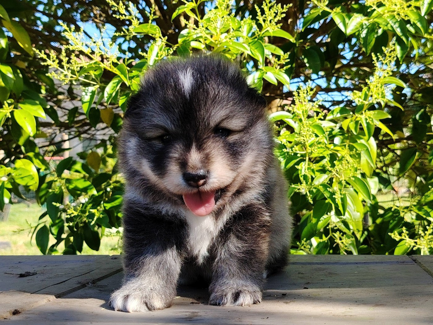 Of Artic West Wind - Chiots disponibles - Chien finnois de Laponie