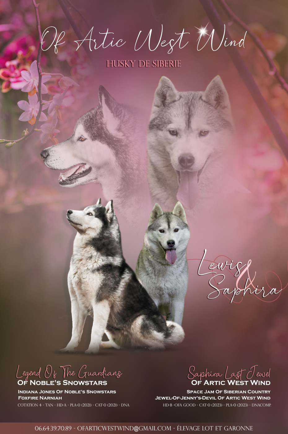 Chiot Siberian Husky Of Artic West Wind