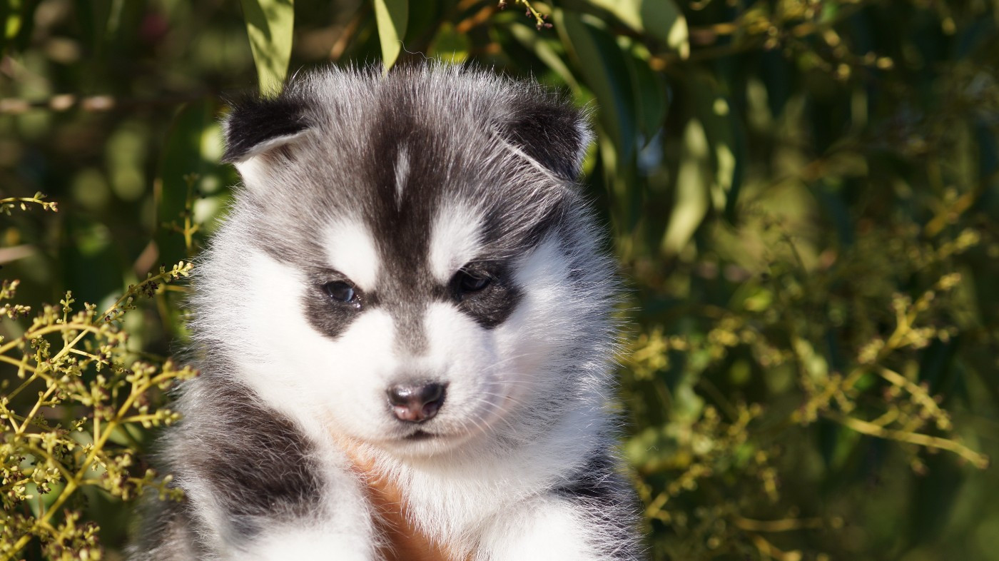 Of Artic West Wind - Chiots disponibles - Siberian Husky