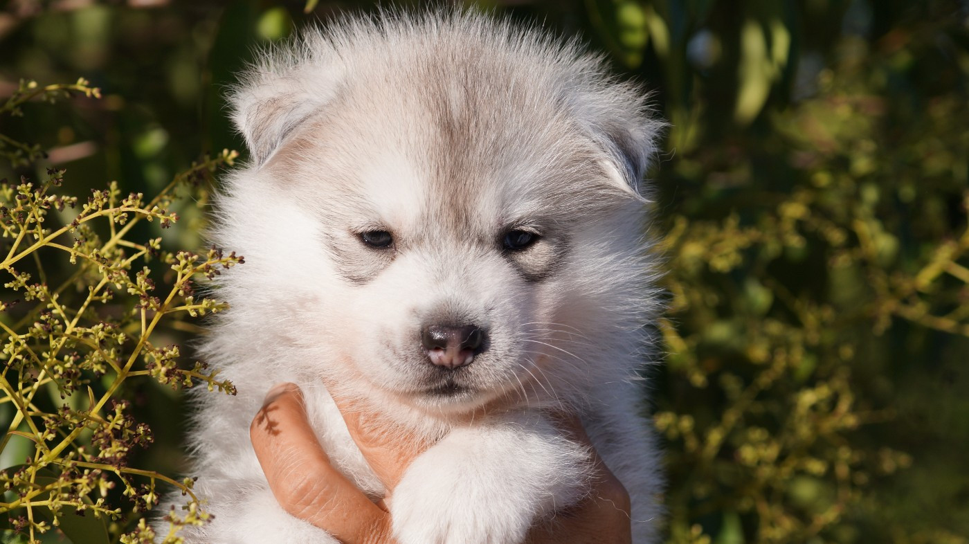 Of Artic West Wind - Chiots disponibles - Siberian Husky