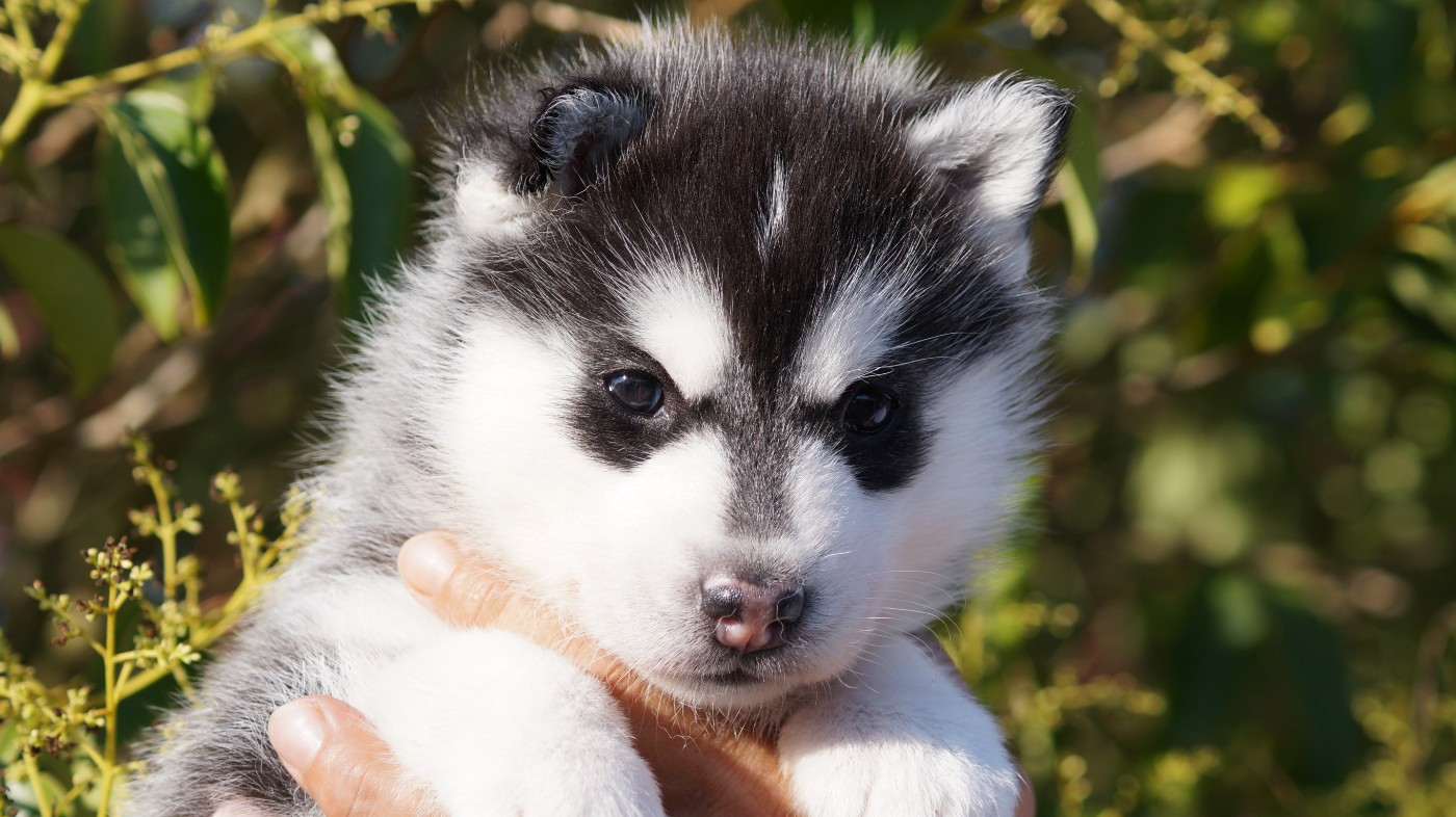 Of Artic West Wind - Chiots disponibles - Siberian Husky