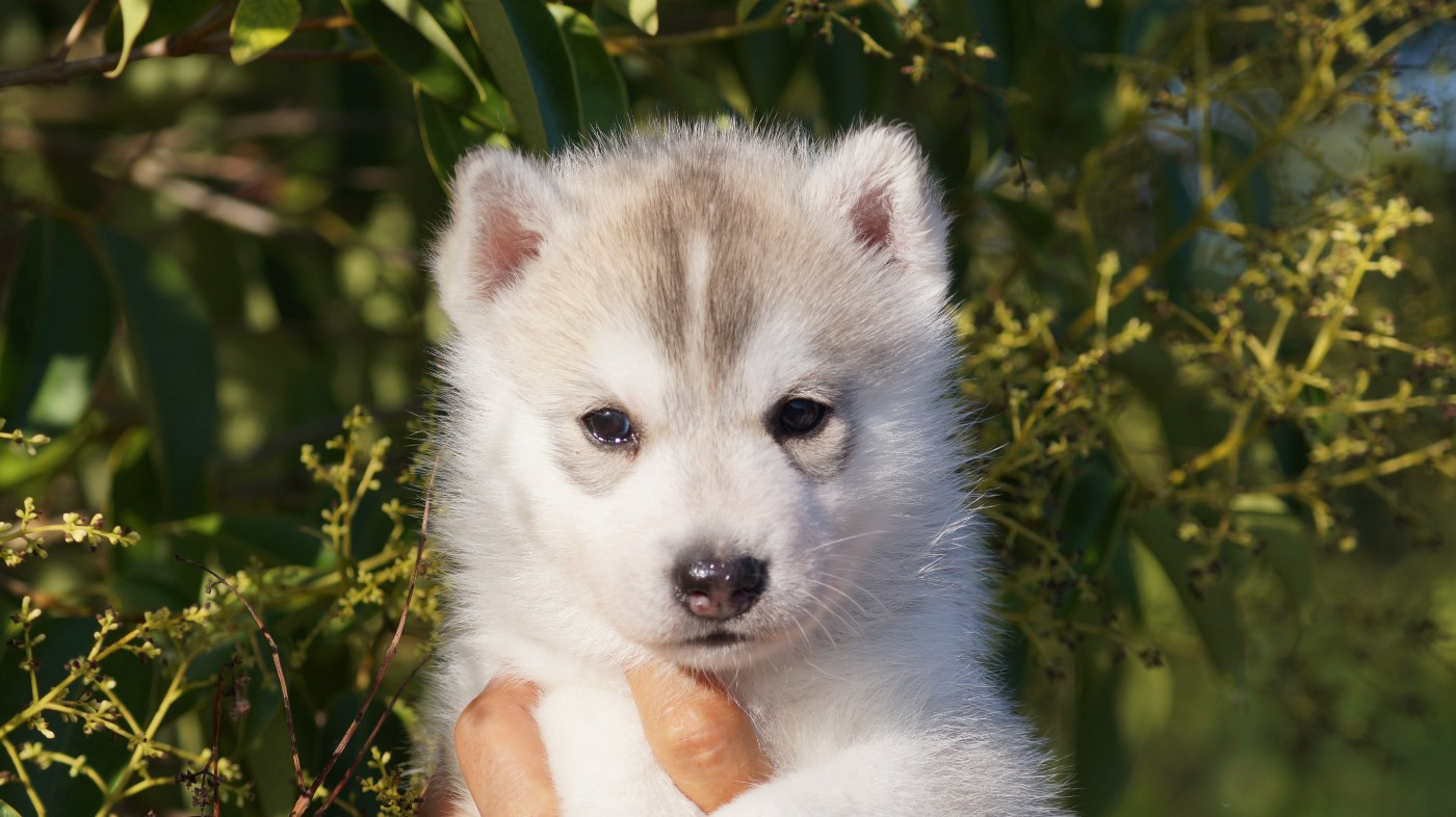 Of Artic West Wind - Chiots disponibles - Siberian Husky