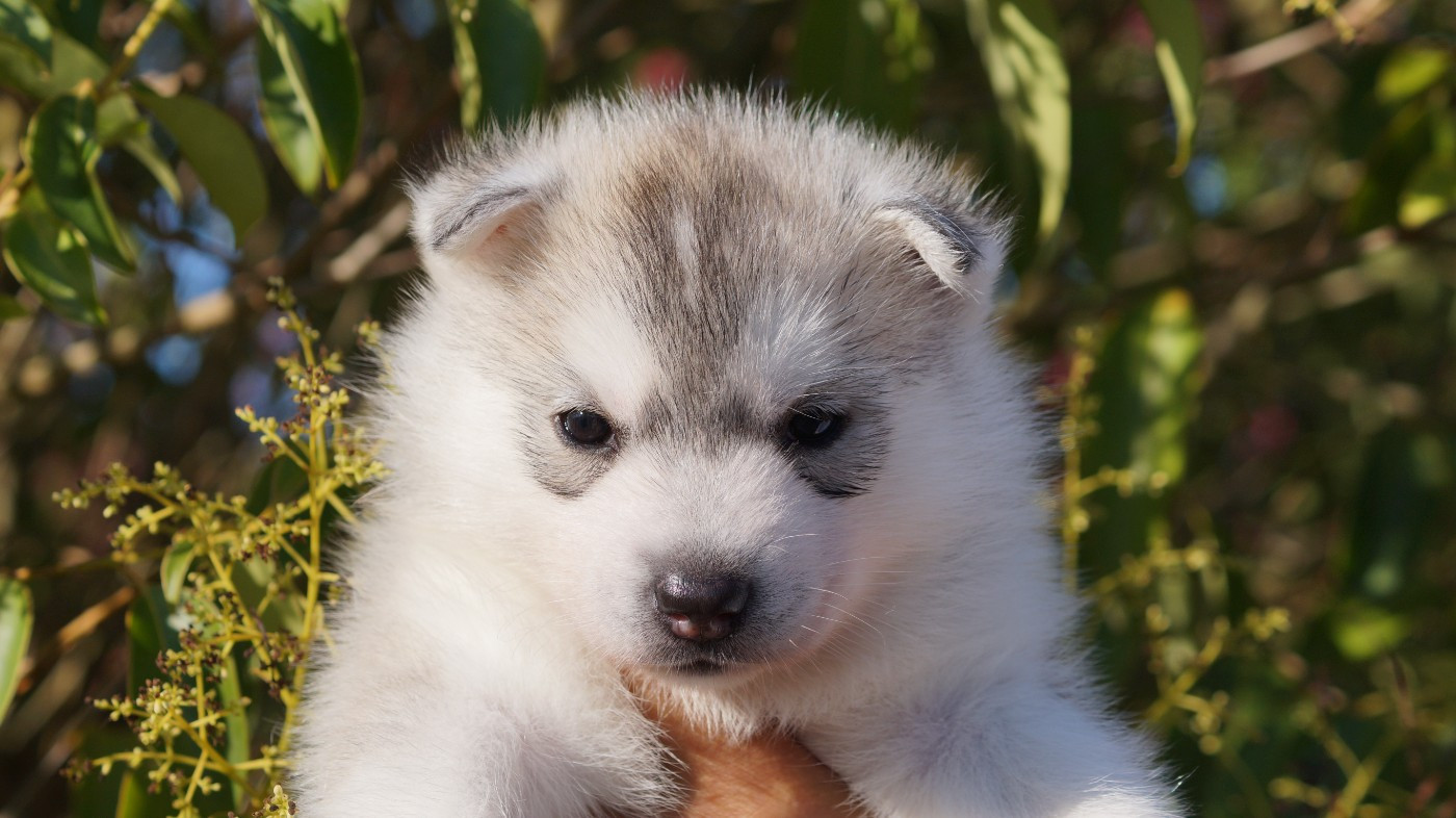 Of Artic West Wind - Chiots disponibles - Siberian Husky
