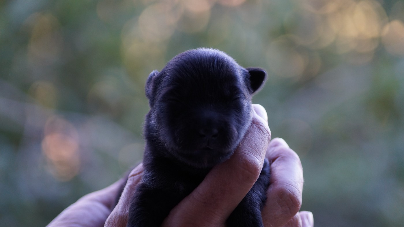 Of Artic West Wind - Chiots disponibles - Chien finnois de Laponie