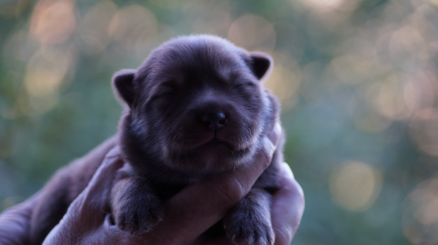 Of Artic West Wind - Chiots disponibles - Chien finnois de Laponie