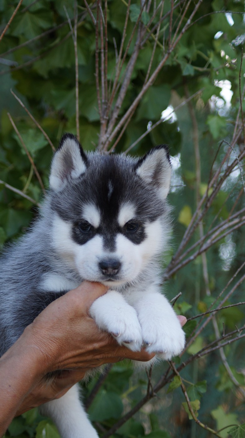 Of Artic West Wind - Chiots disponibles - Siberian Husky