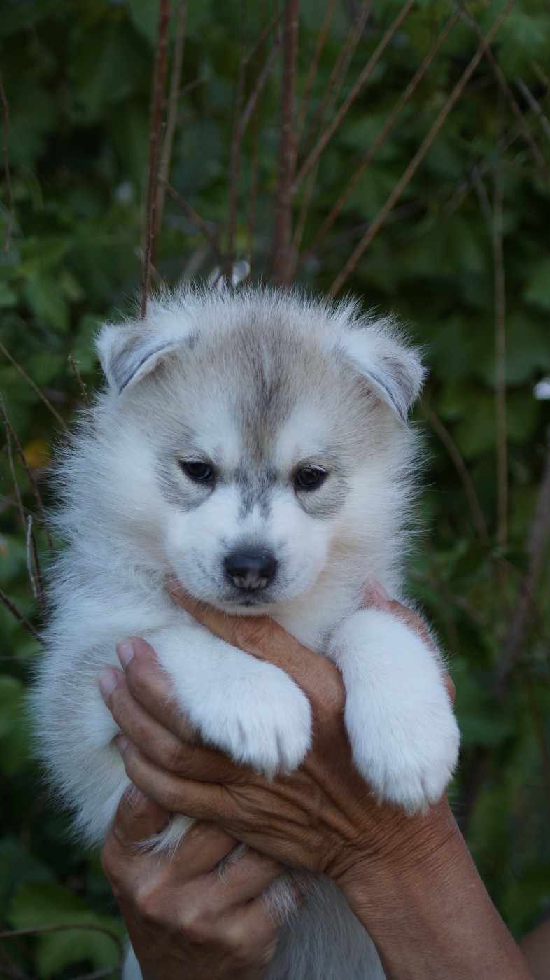 Of Artic West Wind - Chiots disponibles - Siberian Husky