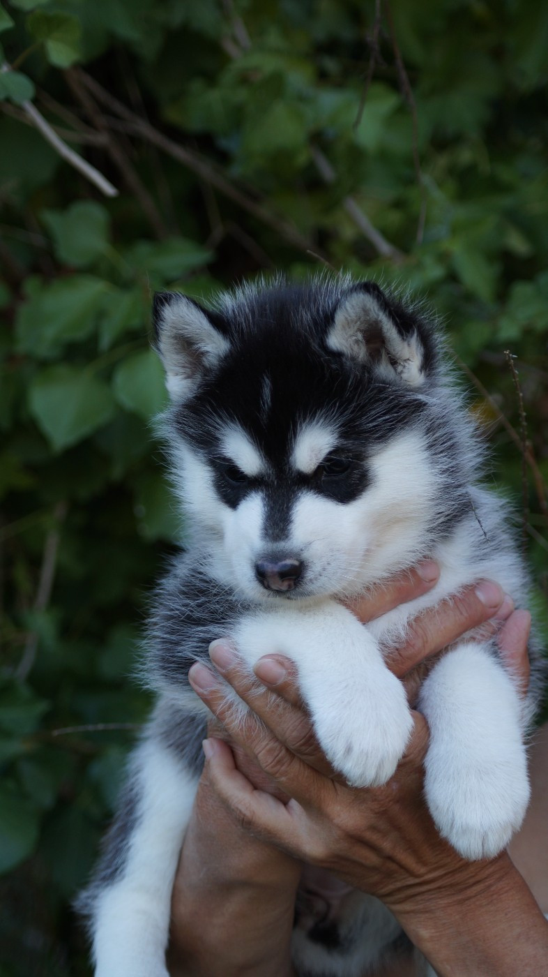 Of Artic West Wind - Chiots disponibles - Siberian Husky