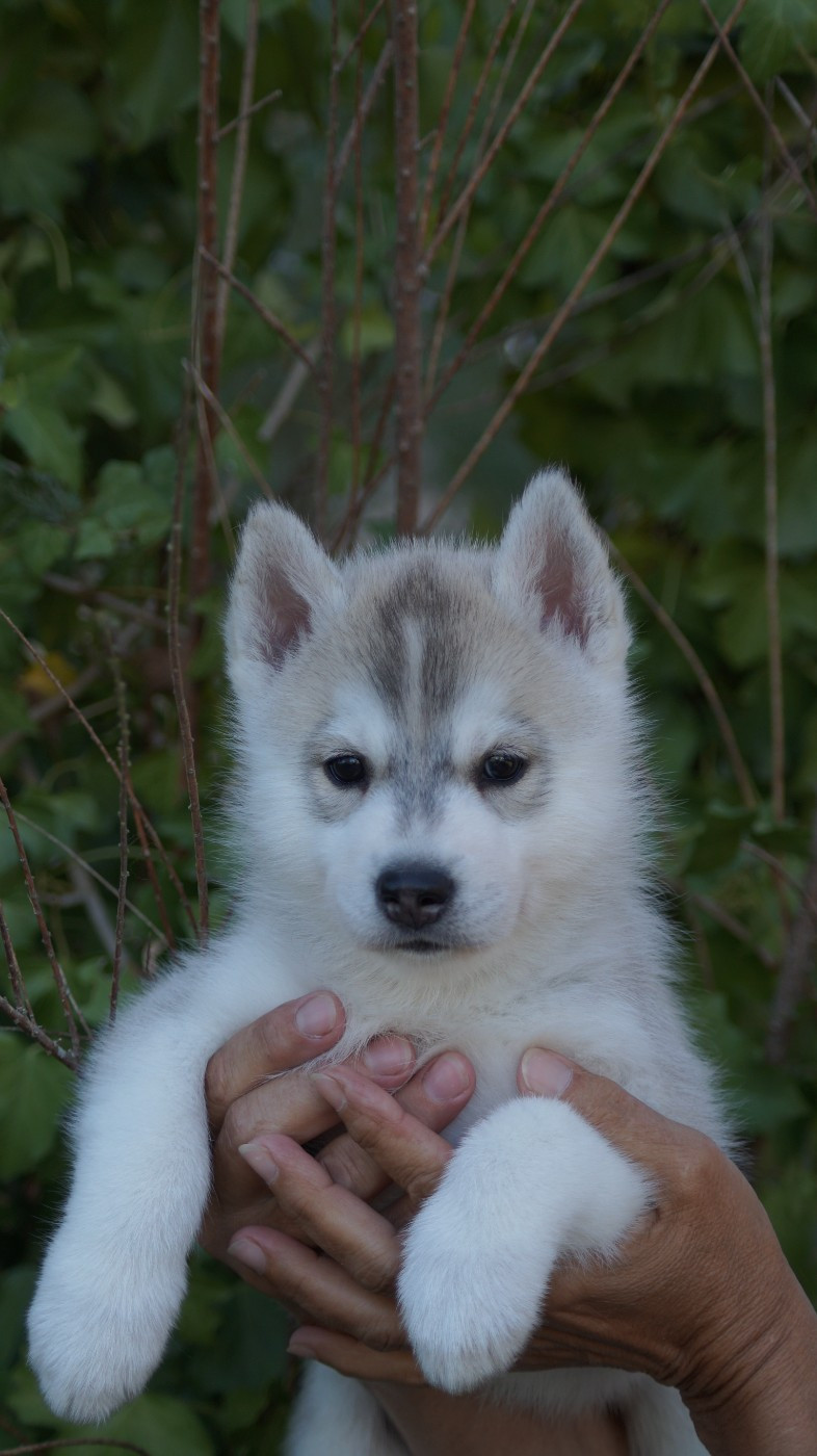 Of Artic West Wind - Chiots disponibles - Siberian Husky