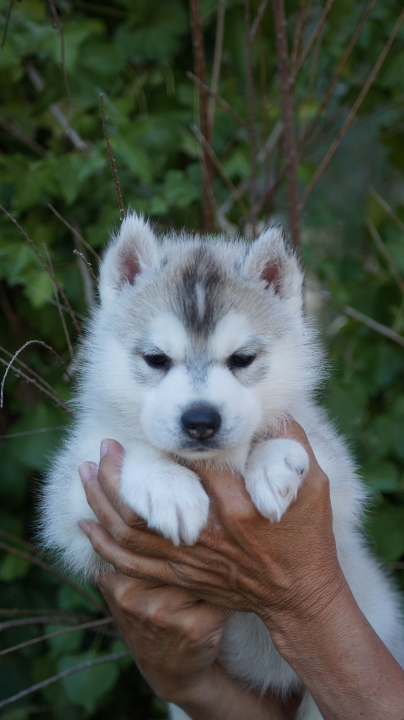 Of Artic West Wind - Chiots disponibles - Siberian Husky