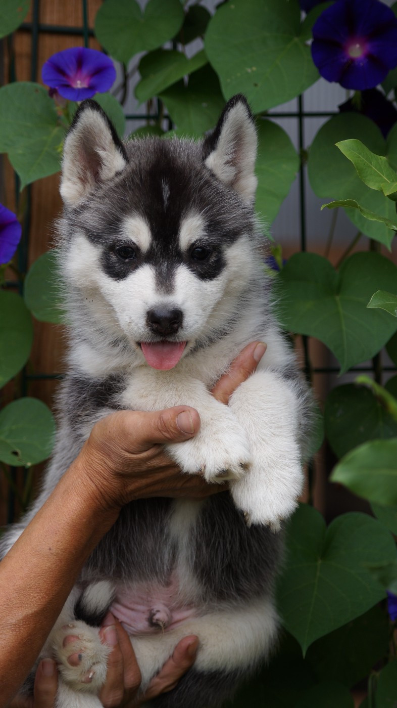 Of Artic West Wind - Chiots disponibles - Siberian Husky