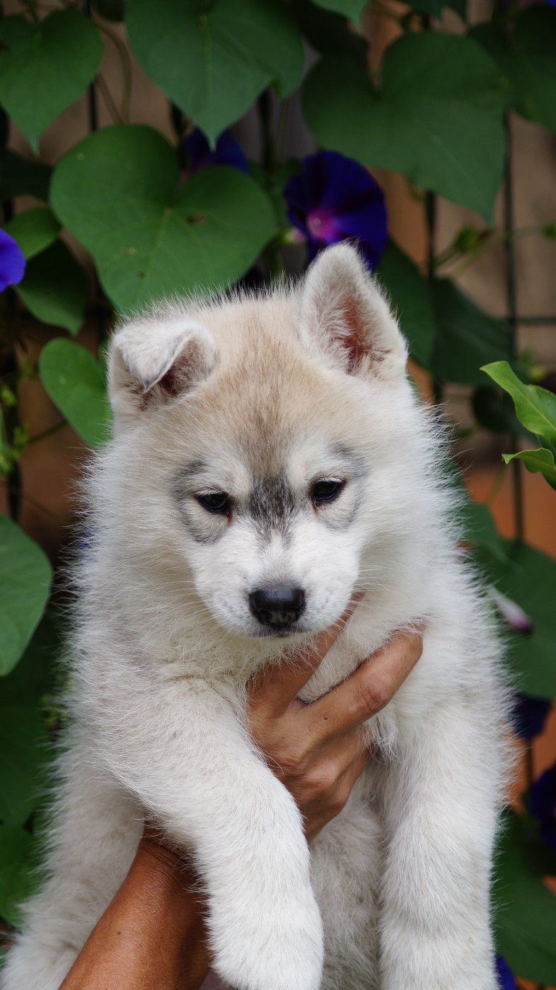Of Artic West Wind - Chiots disponibles - Siberian Husky