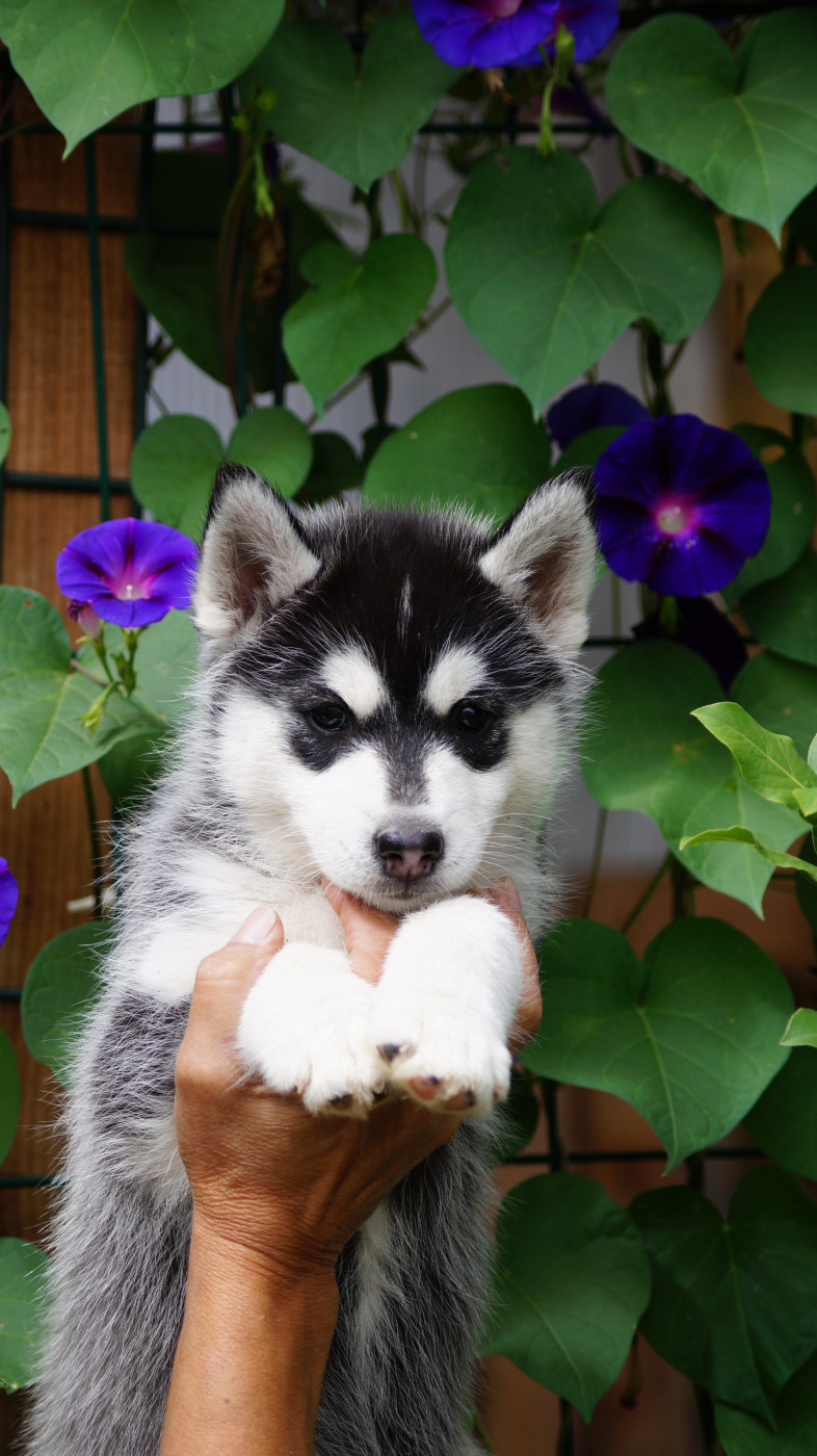Of Artic West Wind - Chiots disponibles - Siberian Husky