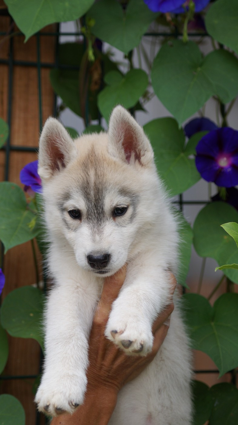 Of Artic West Wind - Chiots disponibles - Siberian Husky
