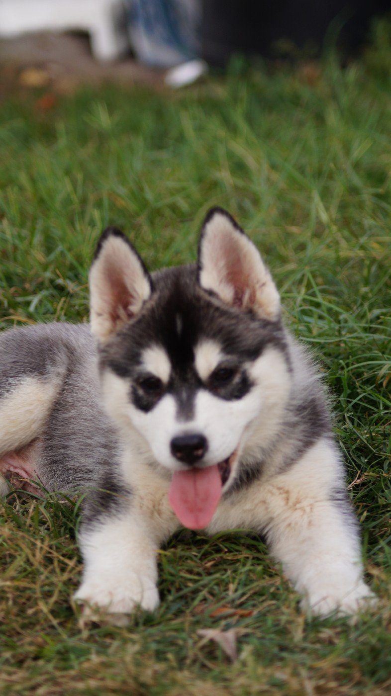 Of Artic West Wind - Chiots disponibles - Siberian Husky