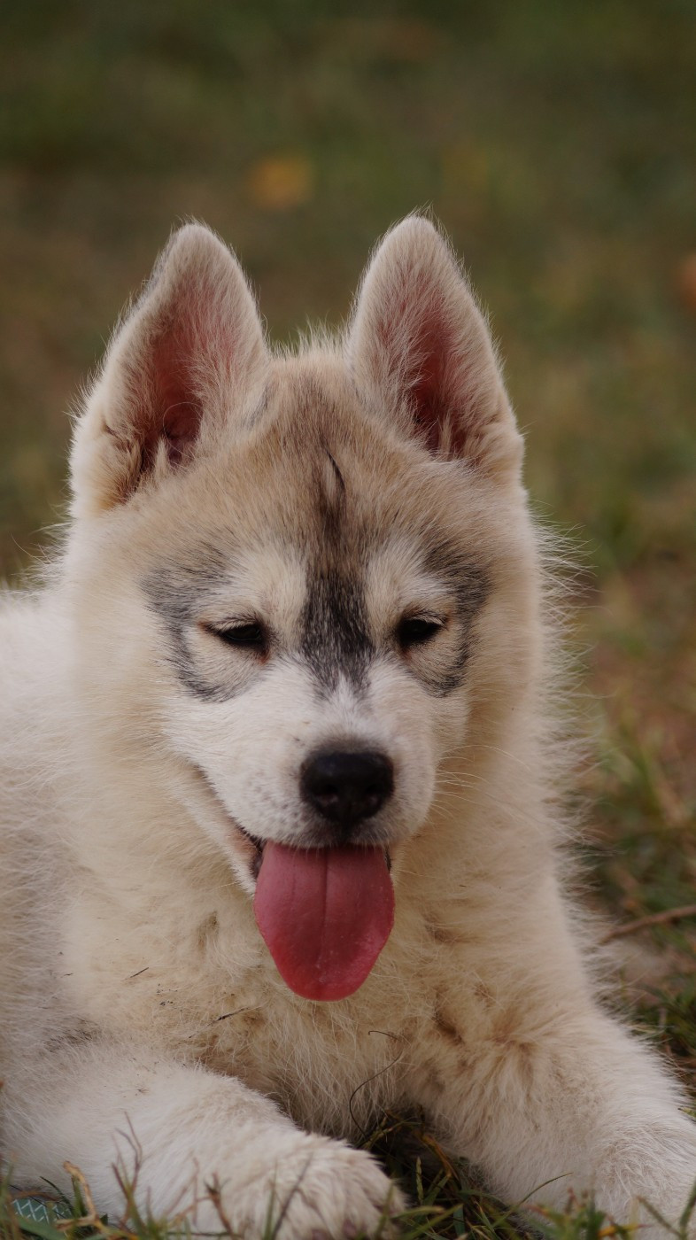 Of Artic West Wind - Chiots disponibles - Siberian Husky