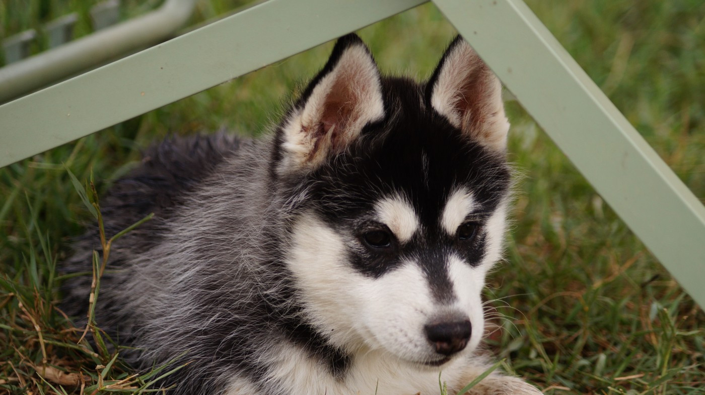 Of Artic West Wind - Chiots disponibles - Siberian Husky