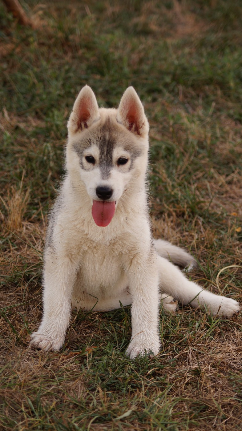 Of Artic West Wind - Chiots disponibles - Siberian Husky