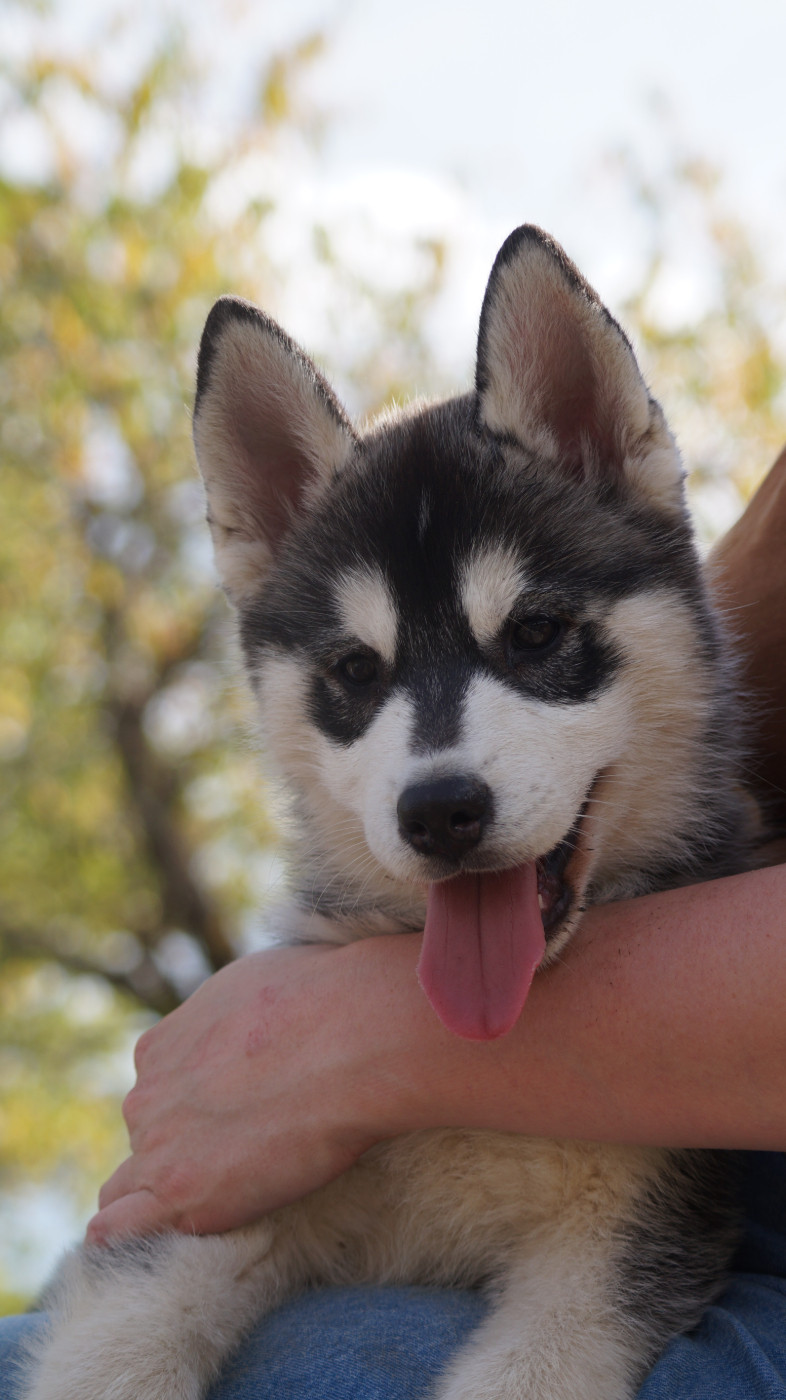 Of Artic West Wind - Chiots disponibles - Siberian Husky