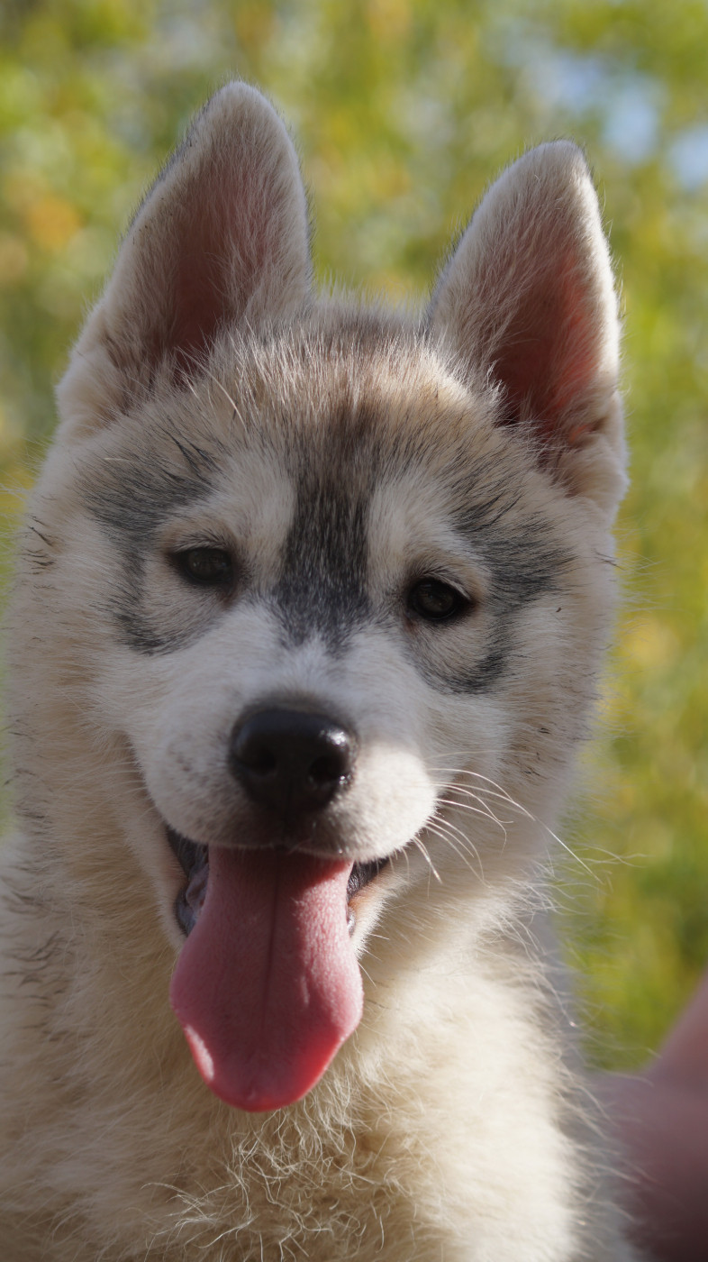 Of Artic West Wind - Chiots disponibles - Siberian Husky