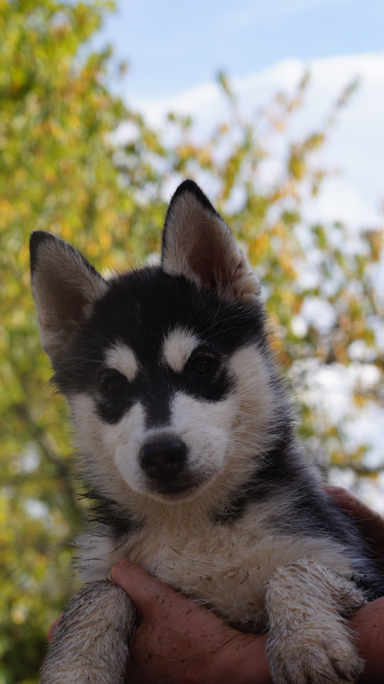 Of Artic West Wind - Chiots disponibles - Siberian Husky