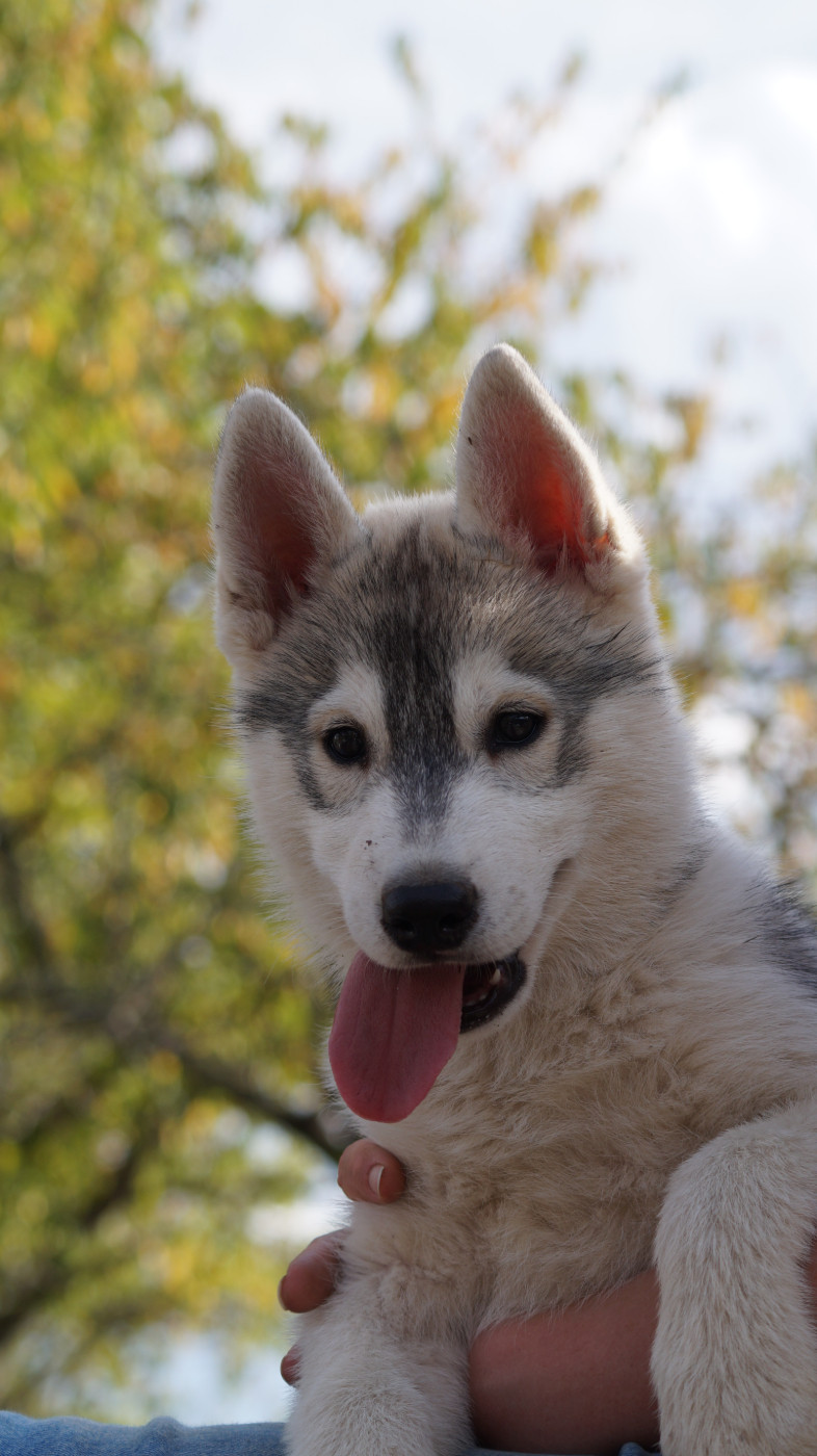 Of Artic West Wind - Chiots disponibles - Siberian Husky